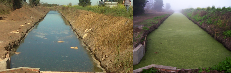 2 imágenes del canal de siembra, apenas terminado (con apenas algunas lemnas recién sembradas) y