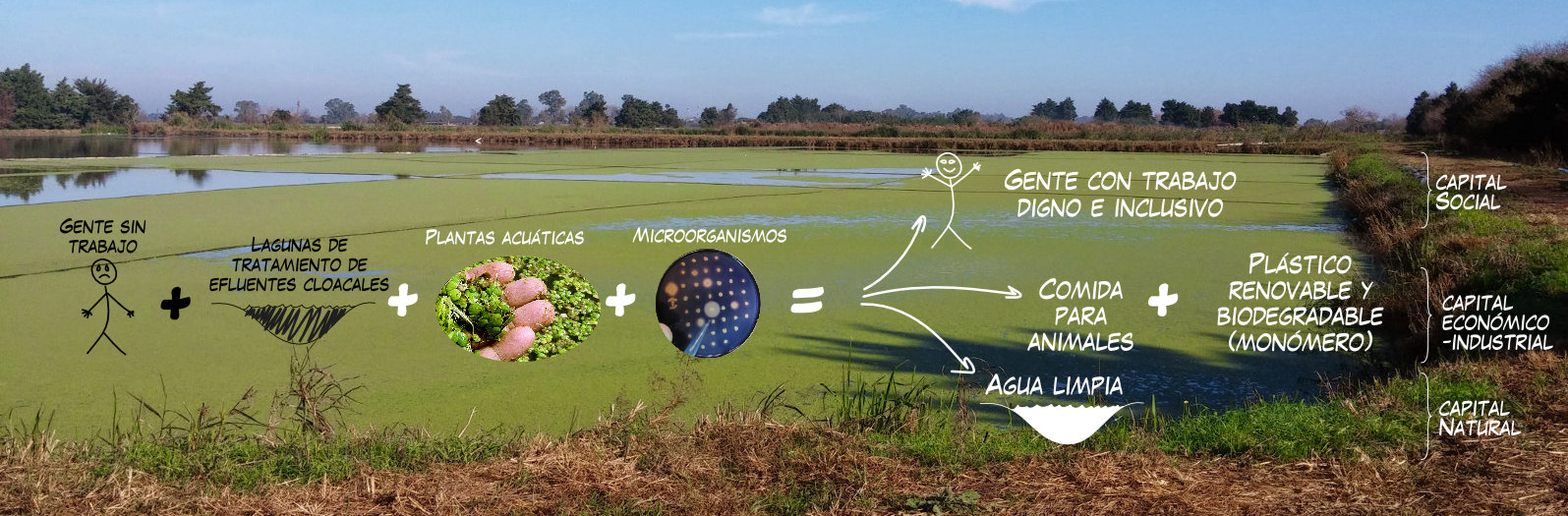 El proceso de MamaGrande implica gente sin trabajo + lagunas de tratamiento de efluentes cloacales + plantas acuáticas (familia lemnaceae) + microorganismos = gente con trabajo digno e inclusivo + comida para animales + monómero de plástico renovable y biodegradable + agua limpia.